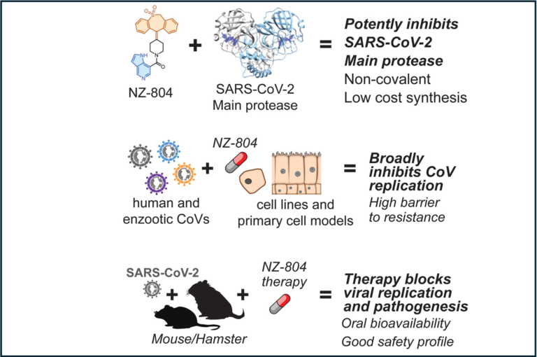 Novel oral drug in READDI-AC halts SARS-CoV-2 replication and improves outcomes in preclinical studies